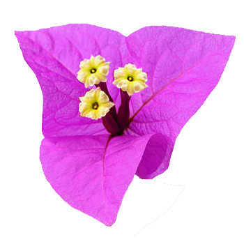 Bougainvillea Decoration
