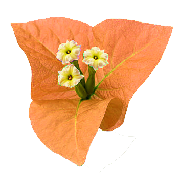 Bougainvillea Decoration