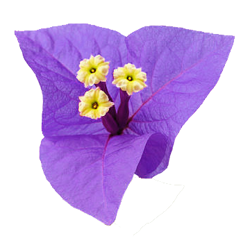 Bougainvillea Decoration
