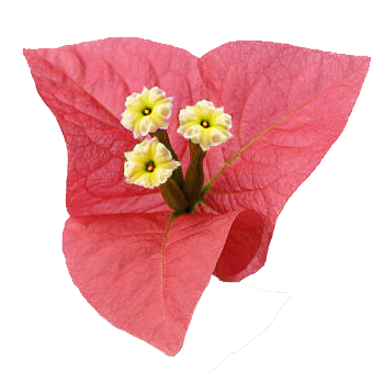 Bougainvillea Decoration